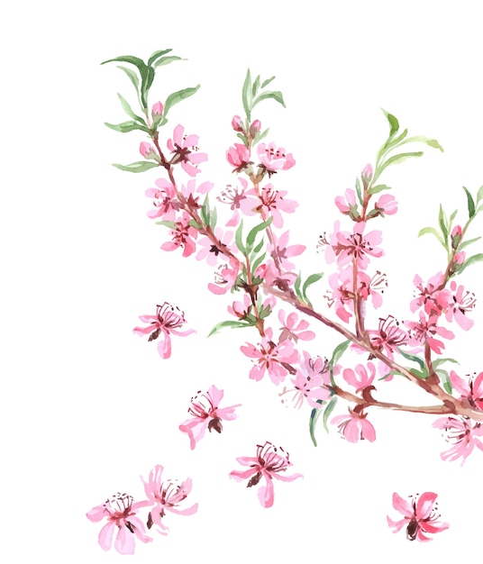 Amandiers Arbre Fleurs Roses Gros Plan Avec Branche Isolé Sur Fond Blanc. Illustration Vectorielle.