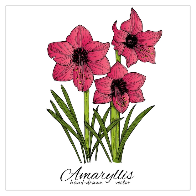 Amaryllis Fleurs Colorées Dessinées à La Main Pour Les Cartes De Vœux Décoration D'impression Fleurs Exotiques Rouges