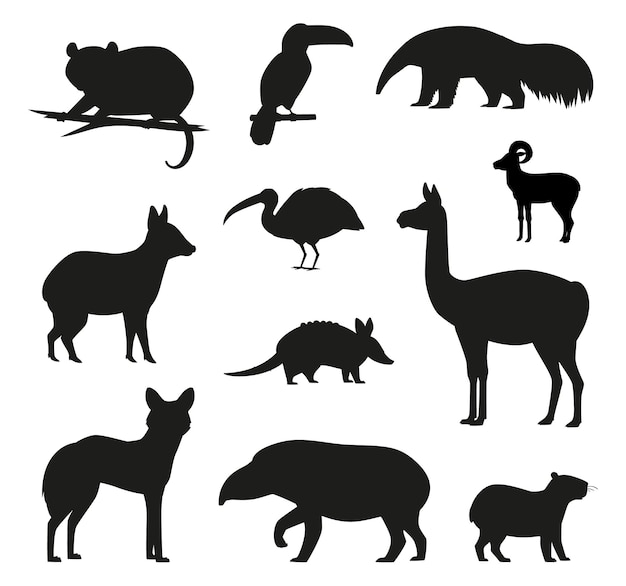 Amérique Du Sud Sauvage Mamma Animalier Faune Isolée Vecteurs Silhouettes