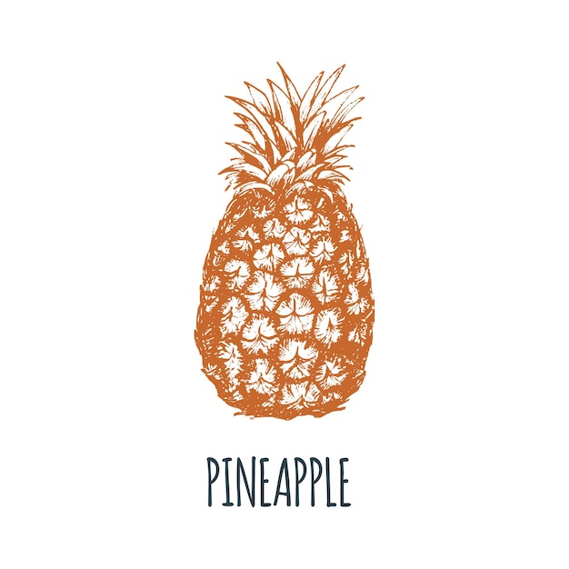 Ananas dessiné à la main sur fond blanc. Illustration vectorielle de fruits. Croquis de nourriture végétarienne. Produit du marché fermier.
