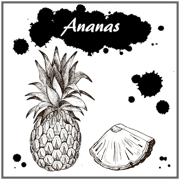 Ananas Dessinés à La Main Fruit D'été Tropical Contour De Crayon Artistique Mince Engra De Style Plat D'encre Vintage