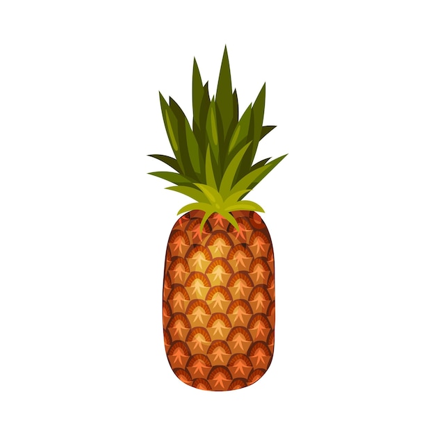 Ananas Entier Mûr Avec Des Sommets Verts Illustration Vectorielle Sur Fond Blanc