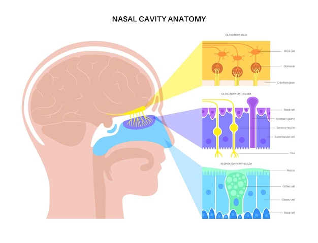 Vecteur anatomie de la cavité nasale