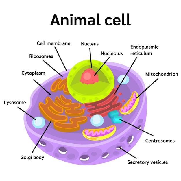 Anatomie De La Cellule Animale En Vecteur