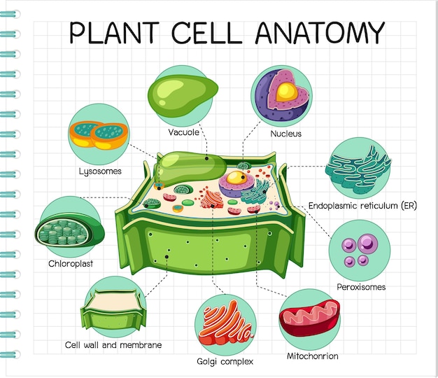 Anatomie De La Cellule Végétale (diagramme De Biologie)