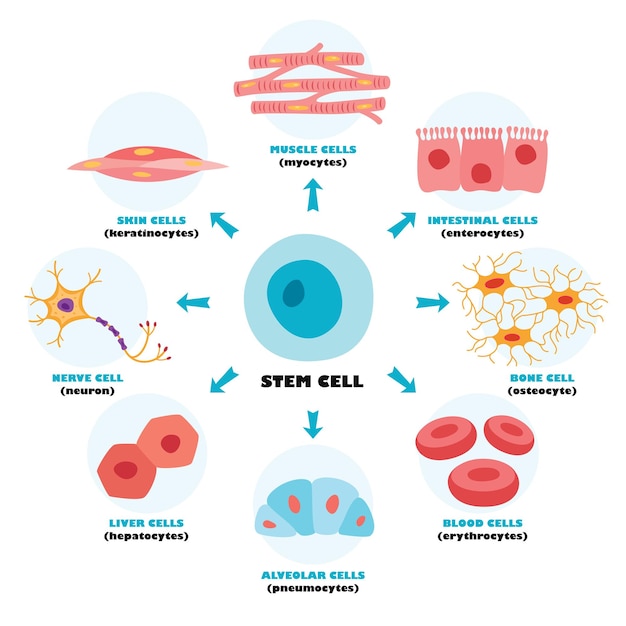 L'anatomie des cellules du corps humain