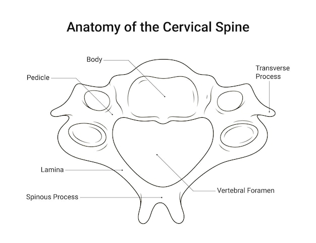 Anatomie de la colonne vertébrale cervicale dans le style linéaire