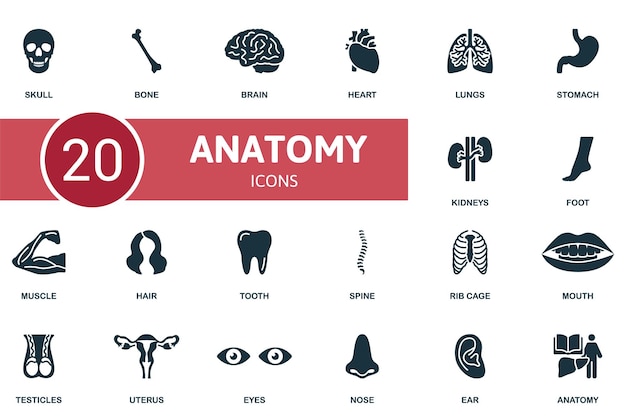 Anatomie définie des icônes créatives crâne os cerveau coeur poumons