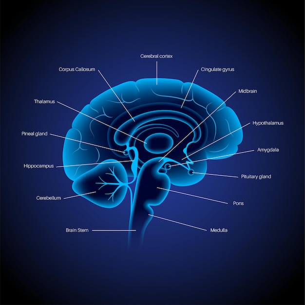 Anatomie Du Cerveau Humain Sur Fond Bleu. Système Limbique Et Concept De Réseau Neuronal. Concept De Technologie De La Science Numérique. Affiche Médicale Du Cortex Cérébral Et Du Cerveau Illustration Vectorielle 3d Pour La Clinique