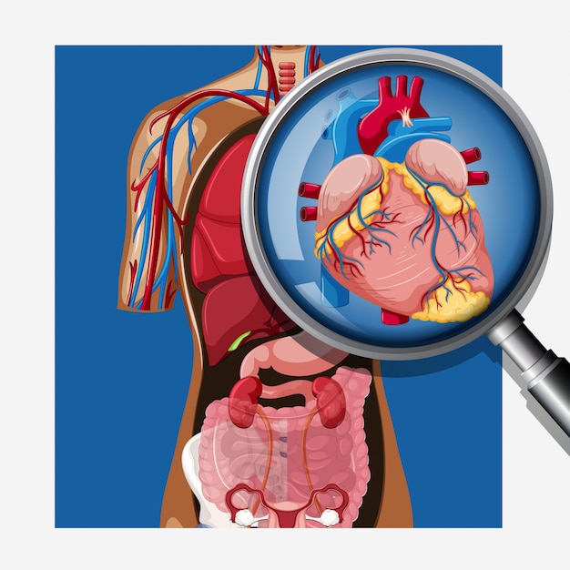 Anatomie du coeur humain dans le corps