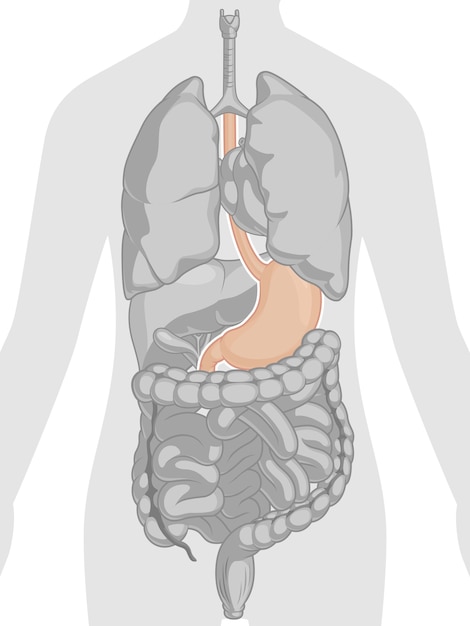 Vecteur anatomie du corps humain - estomac