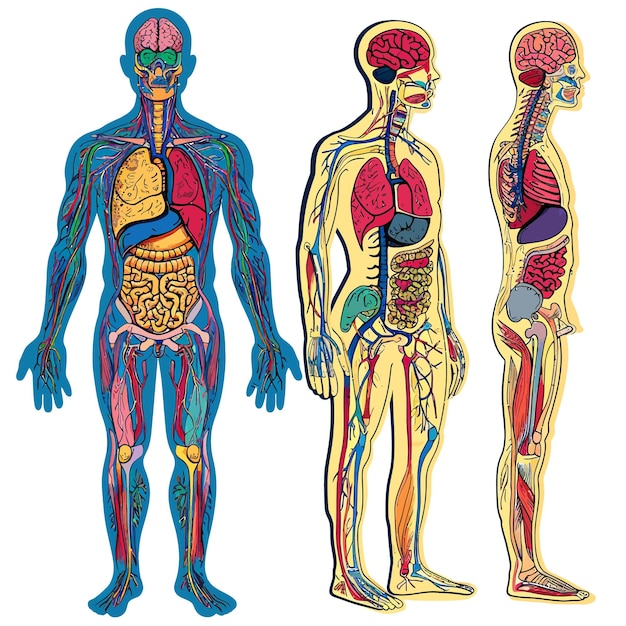 Vecteur anatomie du corps humain