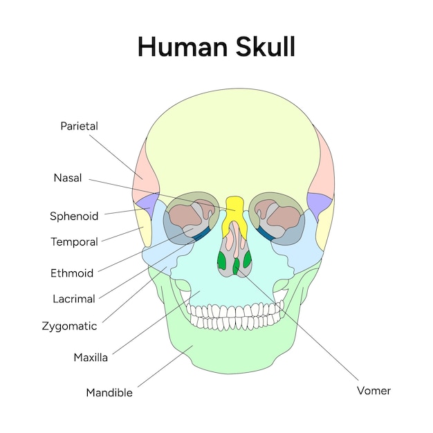 Anatomie du crâne humain en vecteur