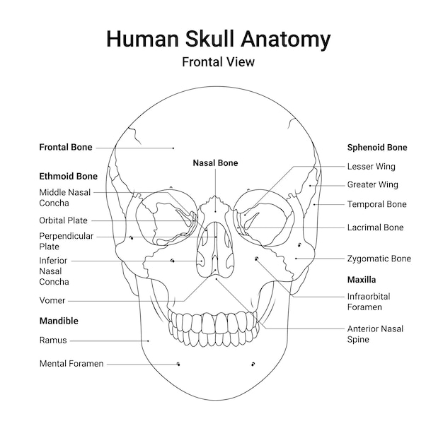 Anatomie du crâne humain vue frontale en style linéaire