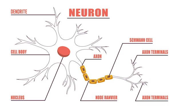 Vecteur anatomie du neurone de la cellule humaine dessin au trait vecteur et illustration conception anatomie du neurone et cellule humaine