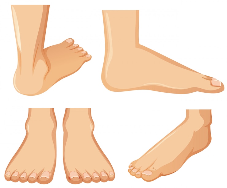 Vecteur anatomie du pied humain sur fond blanc