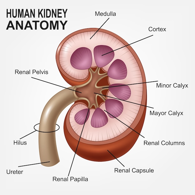 Anatomie Du Rein Humain, Version Réaliste