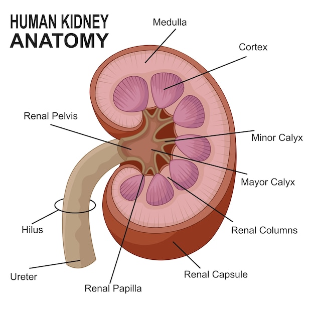 Vecteur anatomie du rein humain