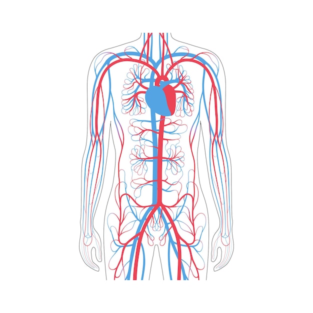 Vecteur anatomie du système circulatoire artériel et veineux humain. sang dans l'illustration vectorielle de silhouette masculine