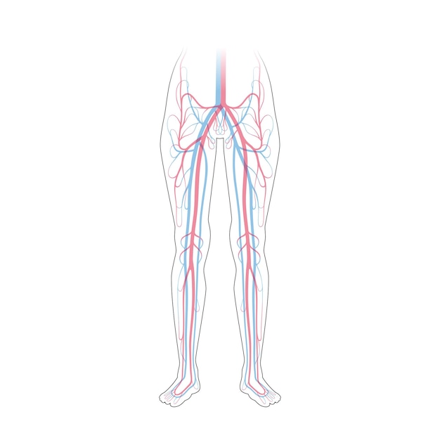 Vecteur anatomie du système circulatoire