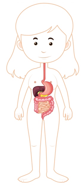 Vecteur une anatomie du système digestif de la femme