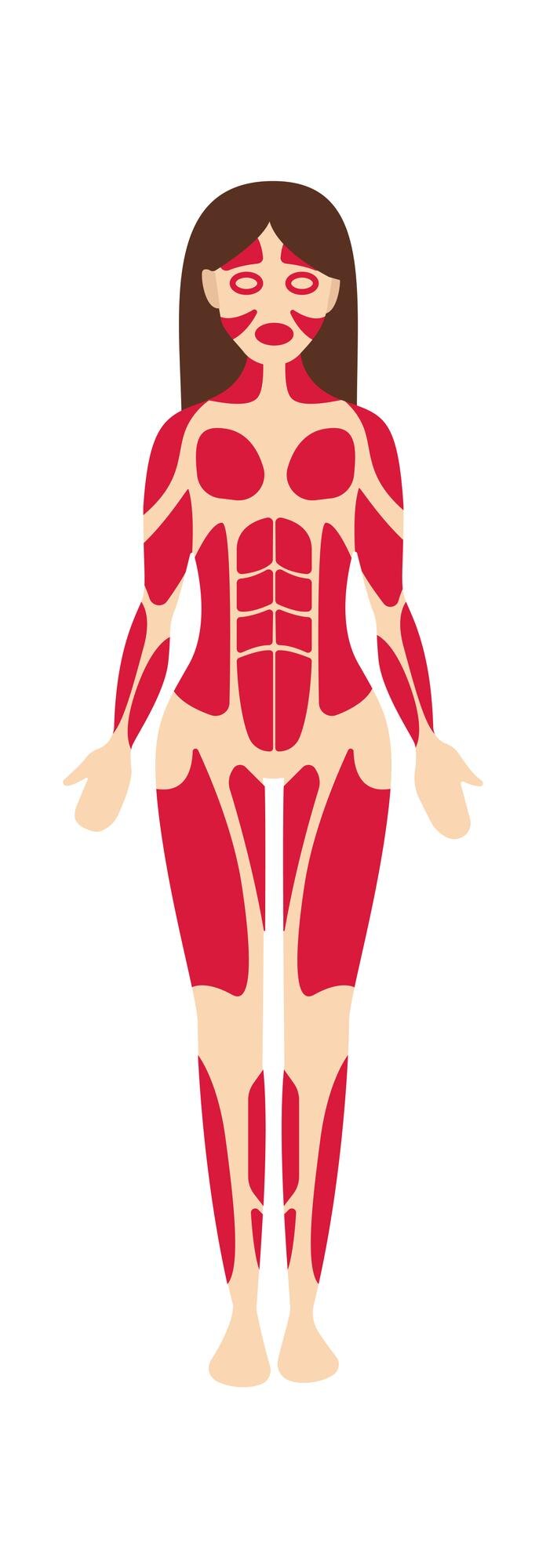 Vecteur anatomie du système musculaire femme illustration vectorielle