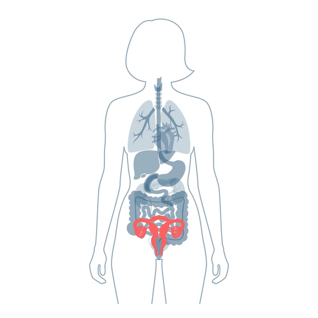 Anatomie Du Système Reproducteur Féminin Illustration Vectorielle Plane Isolée. Silhouette Femme