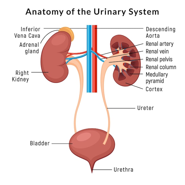 Anatomie Du Système Urinaire Incontinence Biologie Infection Uti Uretère Rein Vessie Diagramme Vectoriel