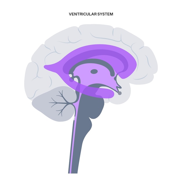 Vecteur anatomie du système ventriculaire. ventricules cérébraux, liquides céphalo-rachidien dans le vecteur du cerveau