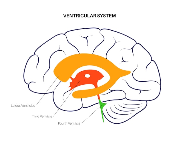 Vecteur anatomie du système ventriculaire