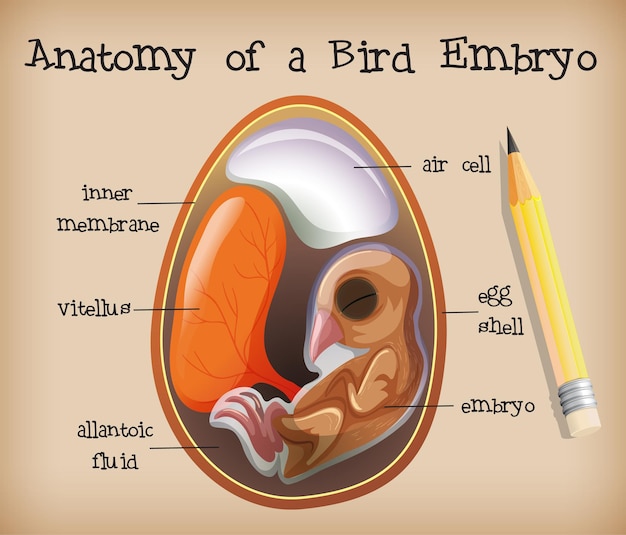 Vecteur anatomie d'un embryon d'oiseau