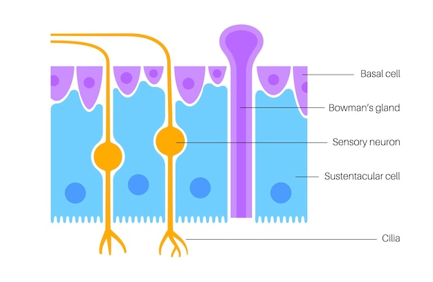 Vecteur anatomie de l'épithélium olfactif