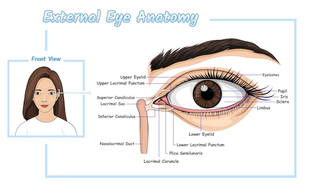 Vecteur anatomie externe de l'œil