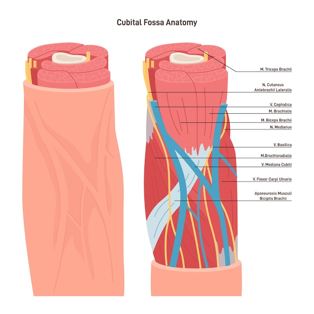 Vecteur anatomie de la fosse cubitale dépression de forme triangulaire située entre