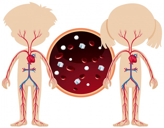 Vecteur une anatomie de garçon et de fille