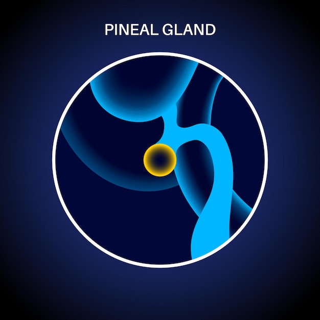 Anatomie De La Glande Pinéale