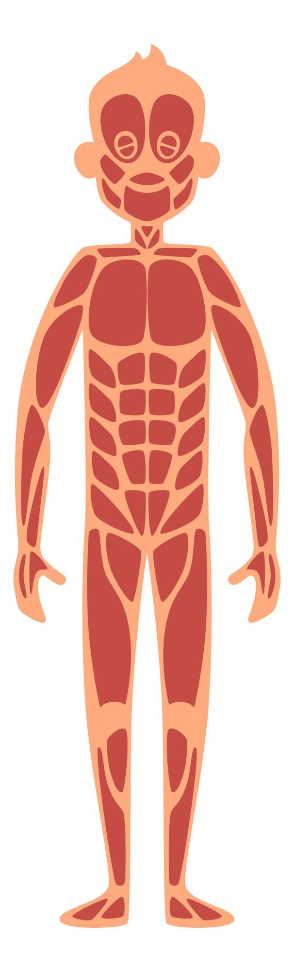 Vecteur anatomie de l'homme adulte. système musculaire du corps humain isolé sur fond blanc