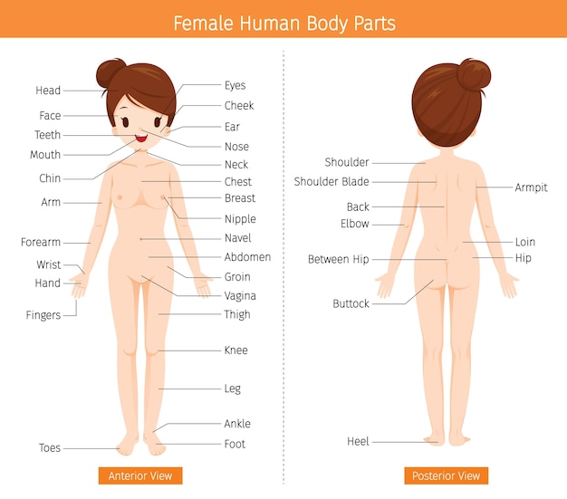 Vecteur anatomie humaine féminine, corps des organes externes