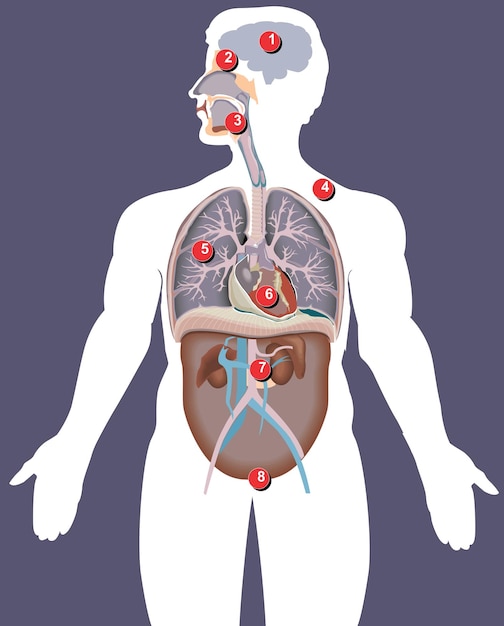 L'anatomie humaine: une illustration détaillée des systèmes internes du corps