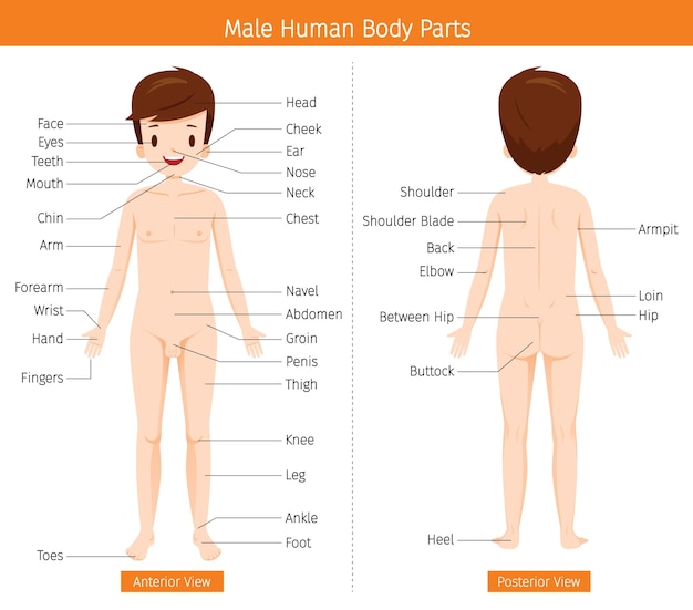 Vecteur anatomie humaine masculine, corps des organes externes