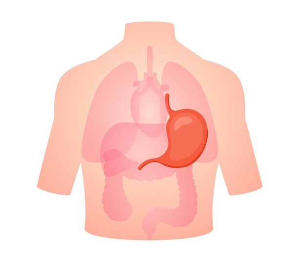 Anatomie Humaine Organe Estomac œsophage Fundus Muscularis Duodénum