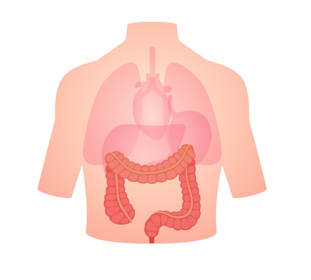 Anatomie Humaine Organe Gros Intestin Position Dans Le Corps Poumon Coeur Transparent