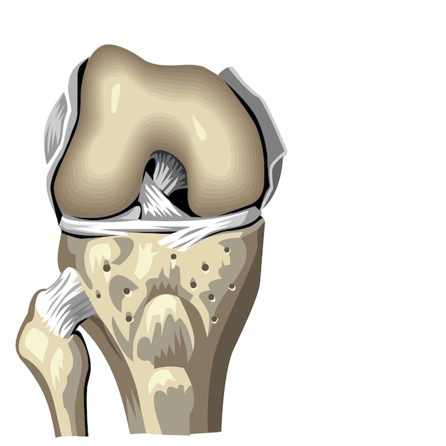 Vecteur anatomie humaine