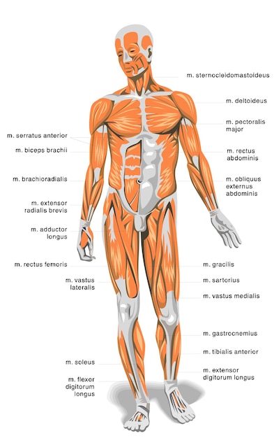 Vecteur anatomie humaine