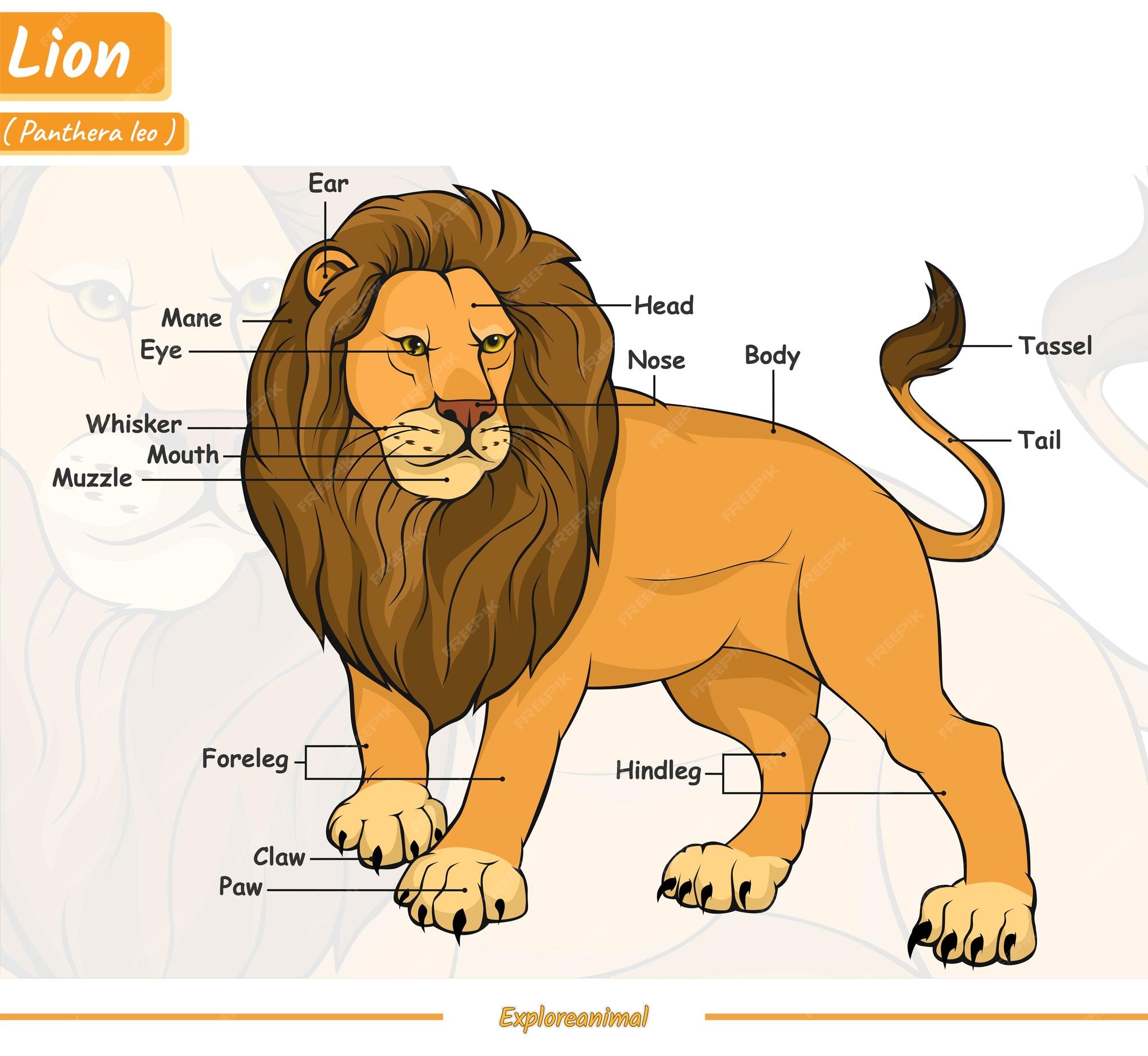 Anatomie D'un Lion Vecteur Premium