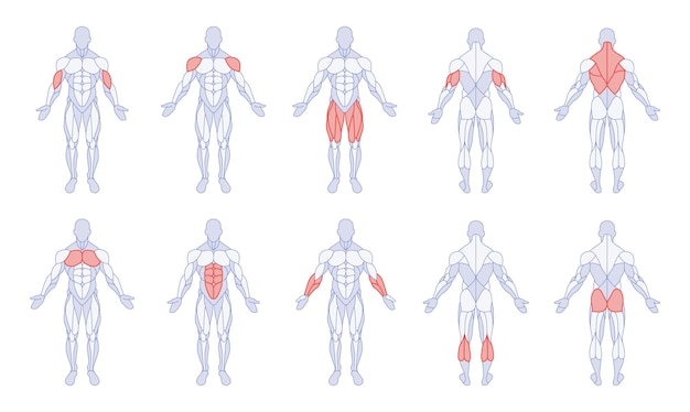 Anatomie Masculine Avec Des Parties Du Corps D'entraînement Figure Debout Devant Et Derrière