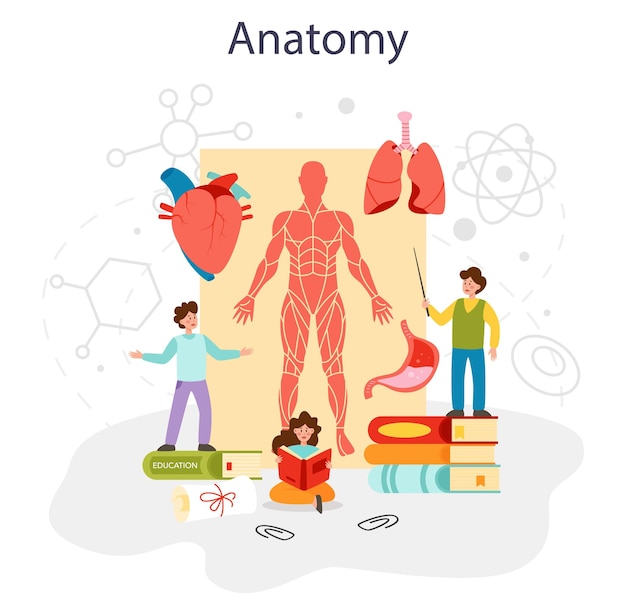 Anatomie Matière Scolaire Organe Humain Interne étudiant Concept D'anatomie Et De Biologie Système Du Corps Humain Illustration Vectorielle Plane Isolée