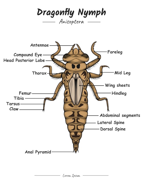 Anatomie De La Nymphe Libellule