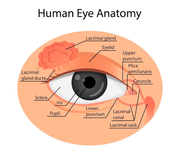 Anatomie d'un œil sain. style de bande dessinée