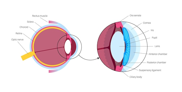 Vecteur anatomie de l'œil structure de l'œil humain infographique vecteur médical de la rétine externe et de la sclère de l'iris